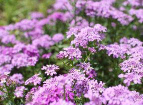 Iberka 'Mermaid Lavender' - Iberis hybrida 'Mermaid Lavender'