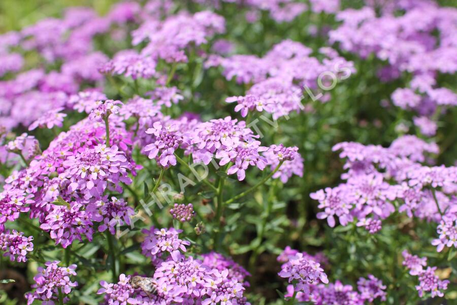 Iberka 'Mermaid Lavender' - Iberis hybrida 'Mermaid Lavender'