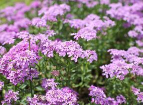 Iberka 'Mermaid Lavender' - Iberis hybrida 'Mermaid Lavender'