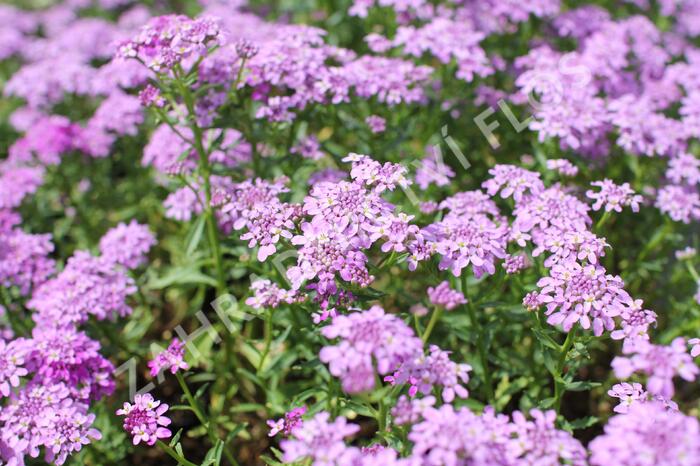 Iberka 'Mermaid Lavender' - Iberis hybrida 'Mermaid Lavender'