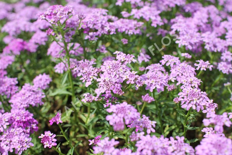 Iberka 'Mermaid Lavender' - Iberis hybrida 'Mermaid Lavender'