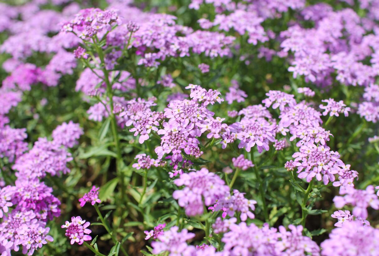 Iberka 'Mermaid Lavender' - Iberis hybrida 'Mermaid Lavender'