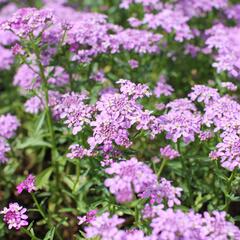 Iberka 'Mermaid Lavender' - Iberis hybrida 'Mermaid Lavender'