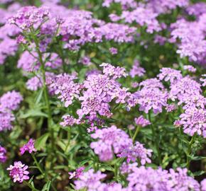 Iberka 'Mermaid Lavender' - Iberis hybrida 'Mermaid Lavender'