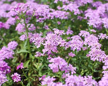 Iberka 'Mermaid Lavender'