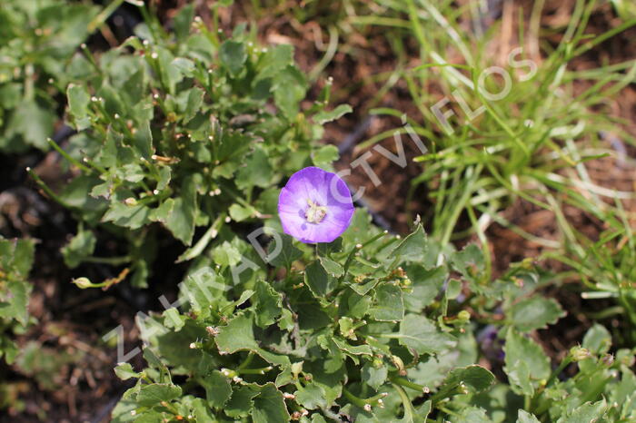 Zvonek 'Royal Wave' - Campanula 'Royal Wave'