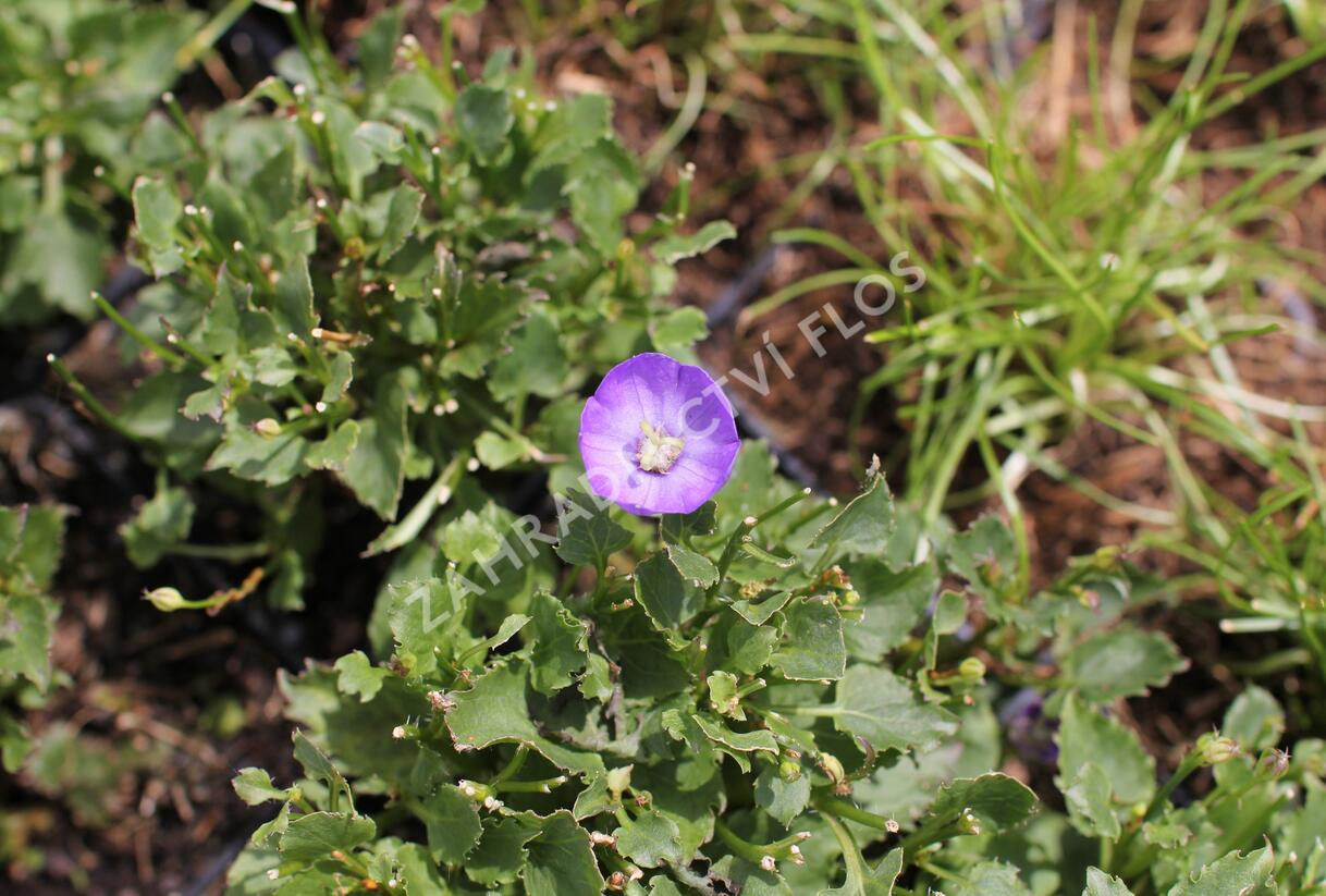 Zvonek dalmatský 'Royal Wave' - Campanula portenschlagiana 'Royal Wave'