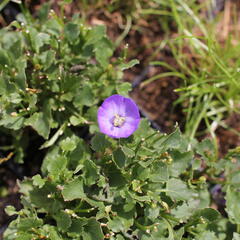 Zvonek 'Royal Wave' - Campanula 'Royal Wave'
