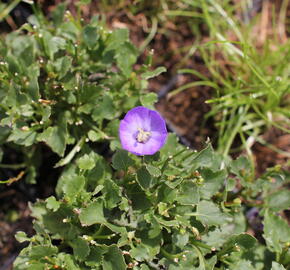 Zvonek 'Royal Wave' - Campanula 'Royal Wave'