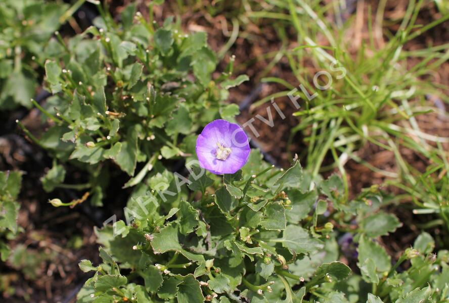 Zvonek dalmatský 'Royal Wave' - Campanula portenschlagiana 'Royal Wave'