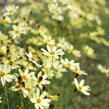 Krásnoočko přeslenité 'Moonbeam' - Coreopsis verticillata 'Moonbeam'