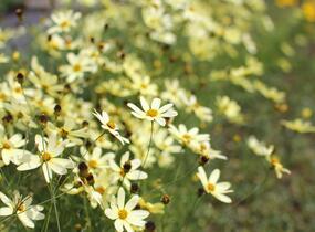 Krásnoočko přeslenité 'Moonbeam' - Coreopsis verticillata 'Moonbeam'