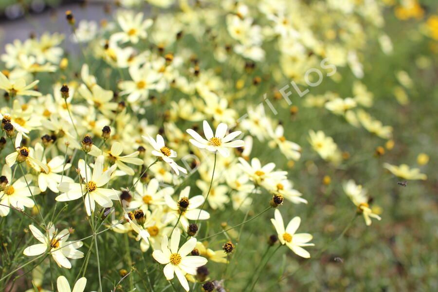 Krásnoočko přeslenité 'Moonbeam' - Coreopsis verticillata 'Moonbeam'