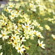 Krásnoočko přeslenité 'Moonbeam' - Coreopsis verticillata 'Moonbeam'