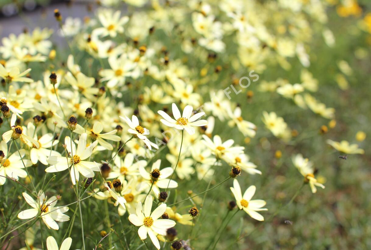 Krásnoočko přeslenité 'Moonbeam' - Coreopsis verticillata 'Moonbeam'