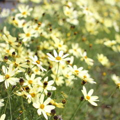 Krásnoočko přeslenité 'Moonbeam' - Coreopsis verticillata 'Moonbeam'