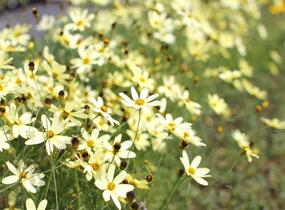 Krásnoočko přeslenité 'Moonbeam' - Coreopsis verticillata 'Moonbeam'