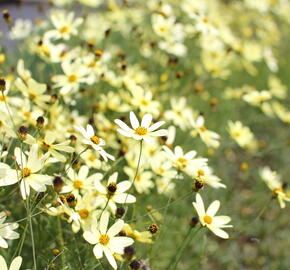 Krásnoočko přeslenité 'Moonbeam' - Coreopsis verticillata 'Moonbeam'