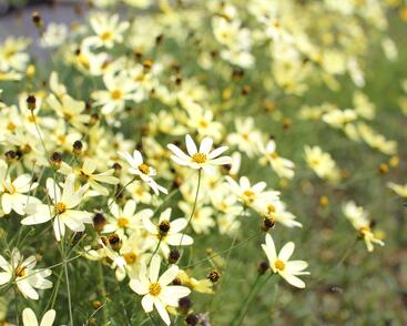 Krásnoočko přeslenité 'Moonbeam'