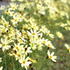 Coreopsis verticillata 'Moonbeam'.JPG
