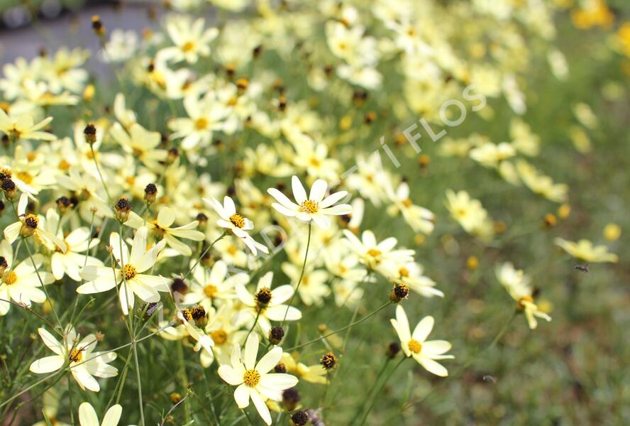 Krásnoočko přeslenité 'Moonbeam' - Coreopsis verticillata 'Moonbeam'