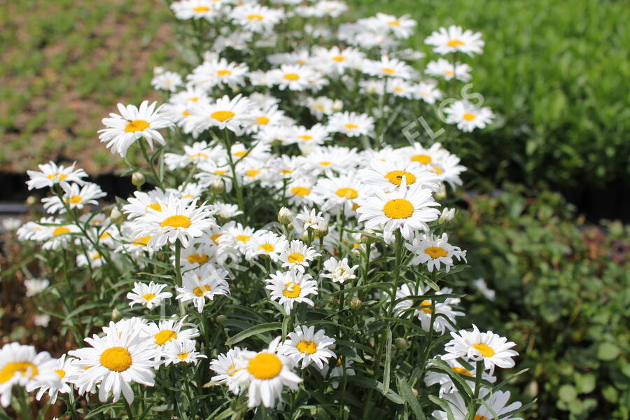 Kopretina velkokvětá 'Lucille Grace' - Leucanthemum x superbum 'Lucille Grace'