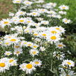 Kopretina velkokvětá 'Lucille Grace' - Leucanthemum x superbum 'Lucille Grace'