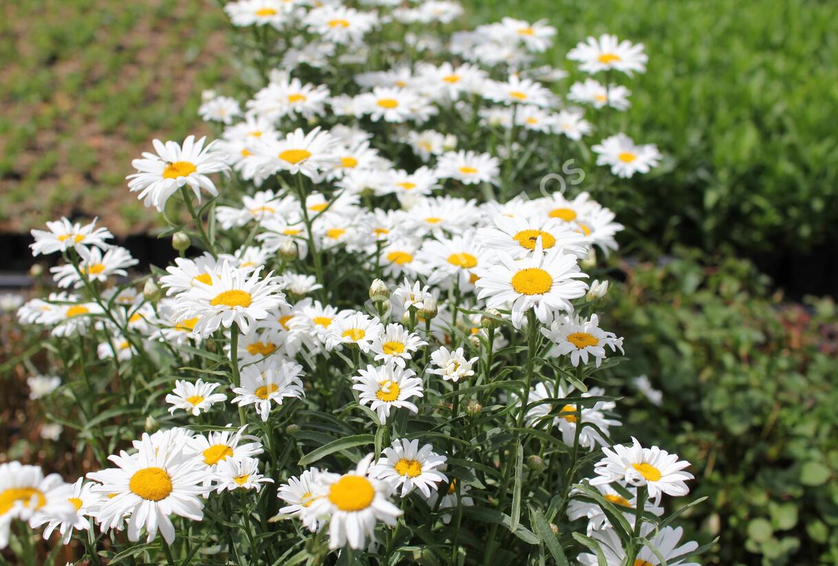 Kopretina velkokvětá 'Lucille Grace' - Leucanthemum x superbum 'Lucille Grace'