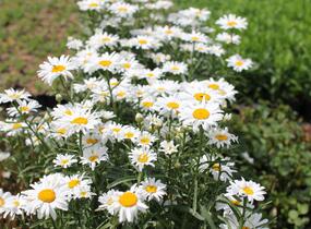 Kopretina velkokvětá 'Lucille Grace' - Leucanthemum x superbum 'Lucille Grace'