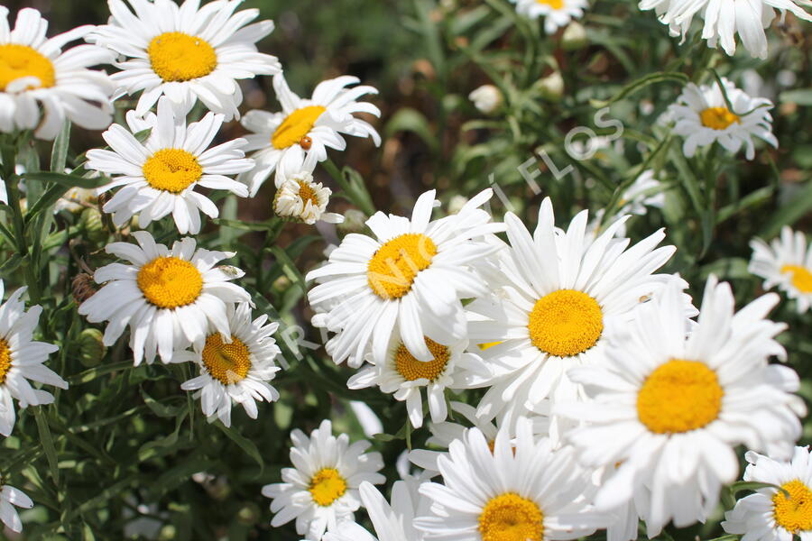 Kopretina velkokvětá 'Lucille Grace' - Leucanthemum x superbum 'Lucille Grace'