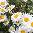 Kopretina velkokvětá 'Lucille Grace' - Leucanthemum x superbum 'Lucille Grace'