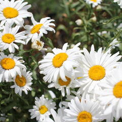Kopretina velkokvětá 'Lucille Grace' - Leucanthemum x superbum 'Lucille Grace'