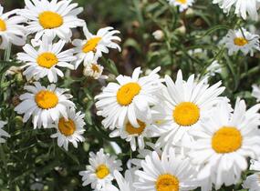 Kopretina velkokvětá 'Lucille Grace' - Leucanthemum x superbum 'Lucille Grace'