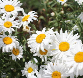Kopretina velkokvětá 'Lucille Grace' - Leucanthemum x superbum 'Lucille Grace'