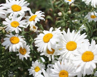 Kopretina velkokvětá 'Lucille Grace'