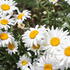 Leucanthemum x superbum 'Lucille Grace'.JPG
