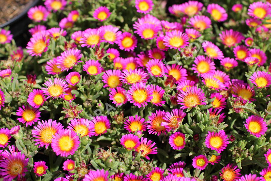 Kosmatec 'Suntropics Pink Sun' - Delosperma hybrida 'Suntropics Pink Sun'
