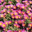 Kosmatec 'Suntropics Pink Sun' - Delosperma hybrida 'Suntropics Pink Sun'