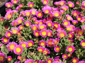 Kosmatec 'Suntropics Pink Sun' - Delosperma hybrida 'Suntropics Pink Sun'