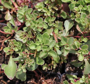 Rozchodník lžičkolistý 'Planum' - Sedum spathulifolium 'Plana'