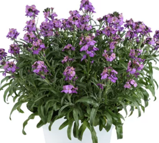 Trýzel 'Lilac Wonder' - Erysimum hybridum 'Lilac Wonder'