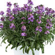 Trýzel 'Lilac Wonder' - Erysimum hybridum 'Lilac Wonder'