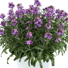 Trýzel 'Lilac Wonder' - Erysimum hybridum 'Lilac Wonder'