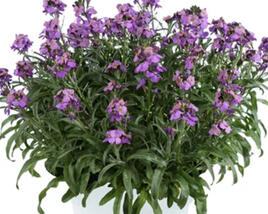 Trýzel 'Lilac Wonder'