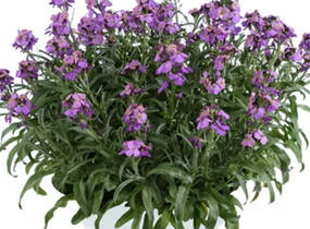 Trýzel 'Lilac Wonder' - Erysimum hybridum 'Lilac Wonder'
