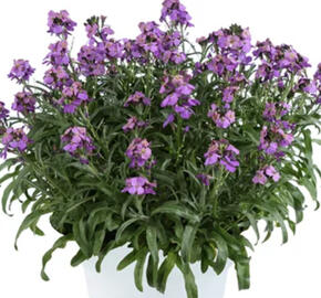 Trýzel 'Lilac Wonder'