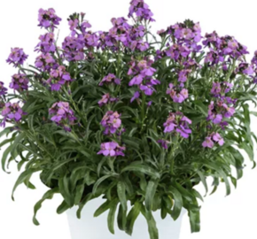 Trýzel 'Lilac Wonder' - Erysimum hybridum 'Lilac Wonder'