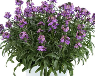 Trýzel 'Lilac Wonder'