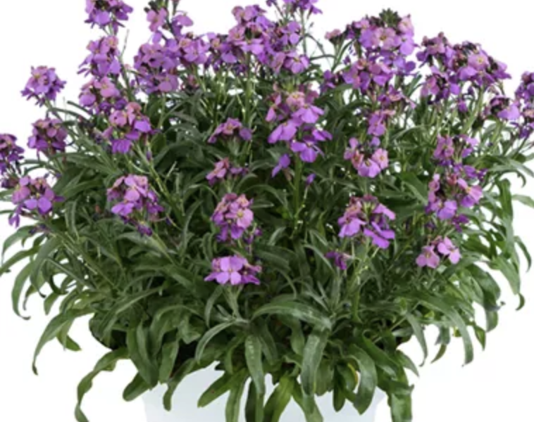 Trýzel 'Lilac Wonder' - Erysimum hybridum 'Lilac Wonder'