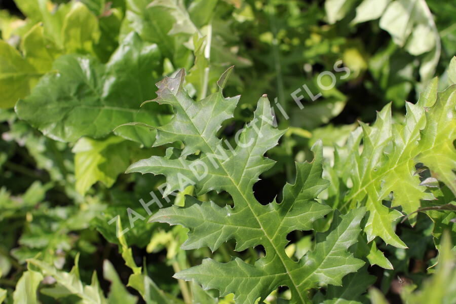 Paznehtník měkký - Acanthus mollis